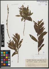 Foto von Salix purpurea L. x Salix viminalis L.